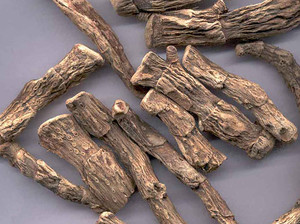 Calamus kökleri